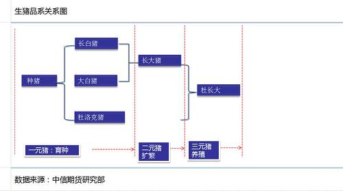 我国生猪产业链全景分析