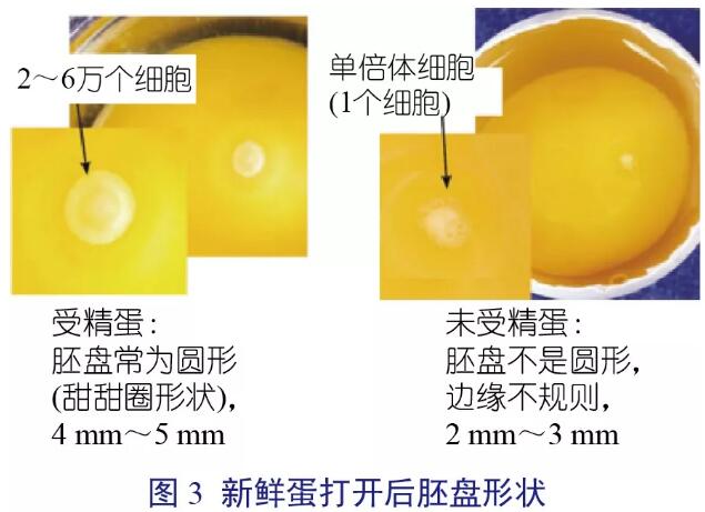 spides技术可以提高种蛋的孵化率和雏鸡的质量