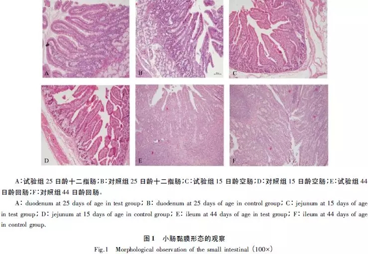 无抗发酵饲粮对猪小肠黏膜形态和杯状细胞的影响
